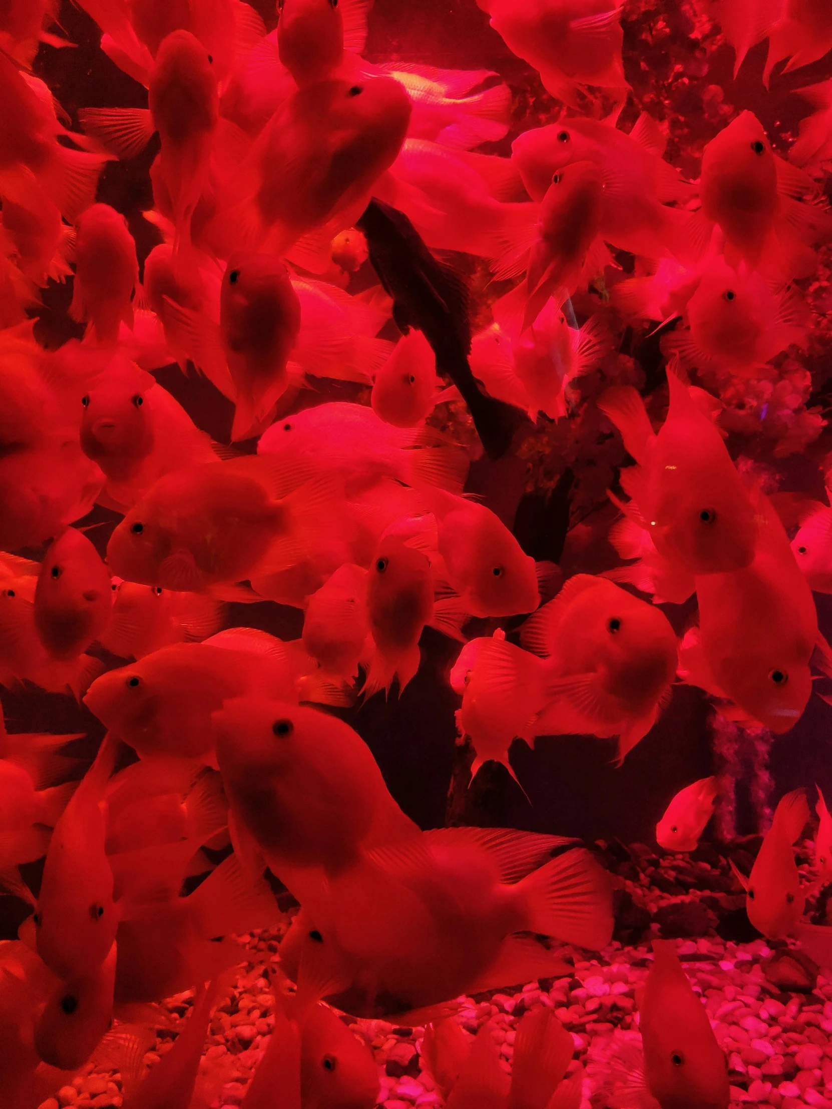 several red fish swimming in a large group