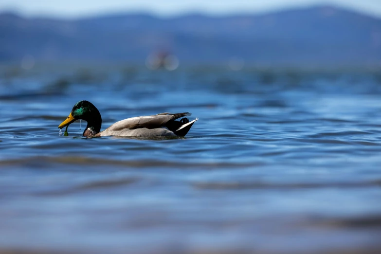 a duck swims on the water near the shore