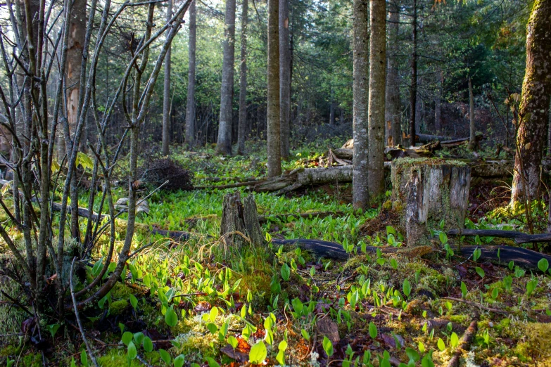 this is an image of some trees and grass