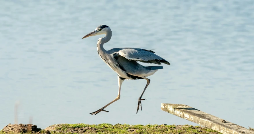 a large bird stands on a rock next to the water