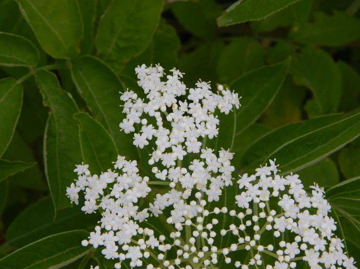 a bush of white flowers with green leaves