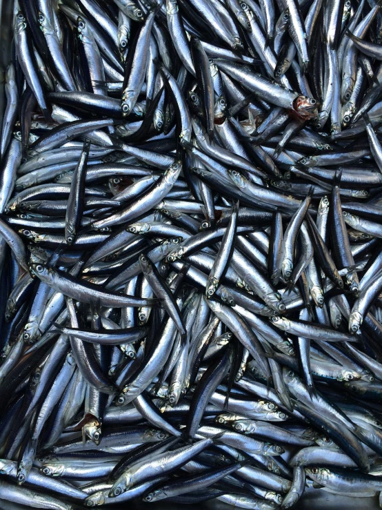 a large bunch of fish with blue colors