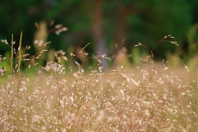 some brown and green plants in the grass