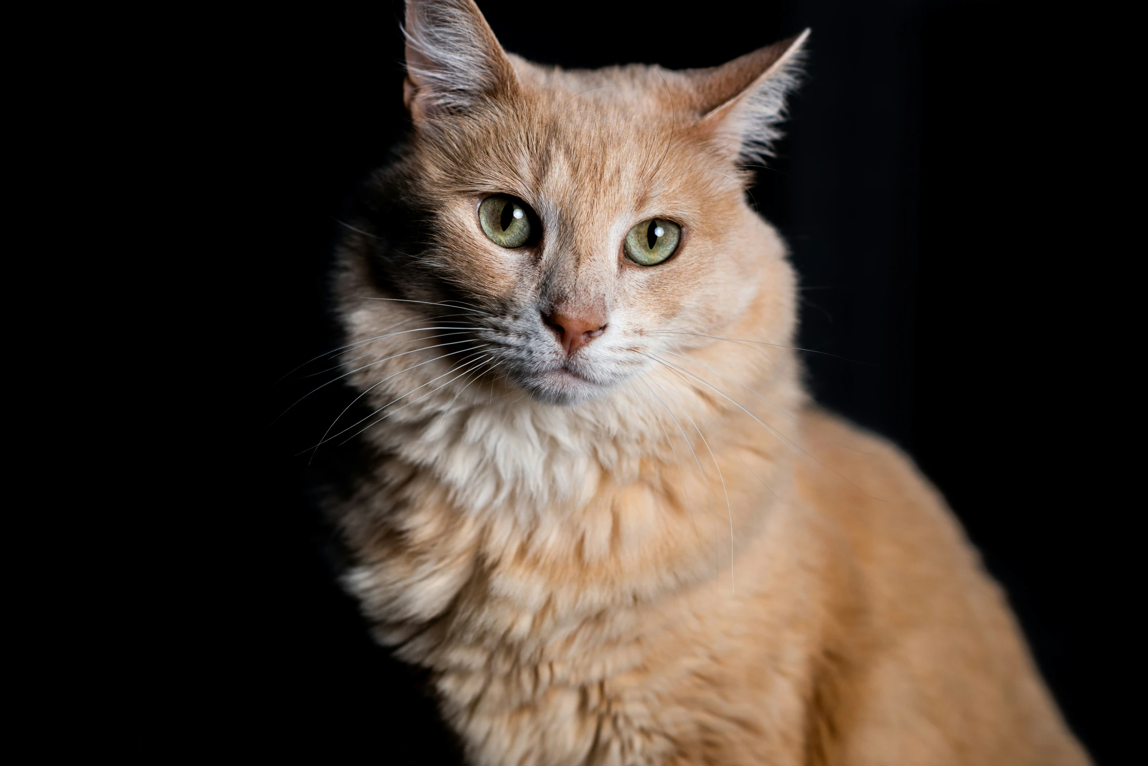 a cat stares into the camera with green eyes