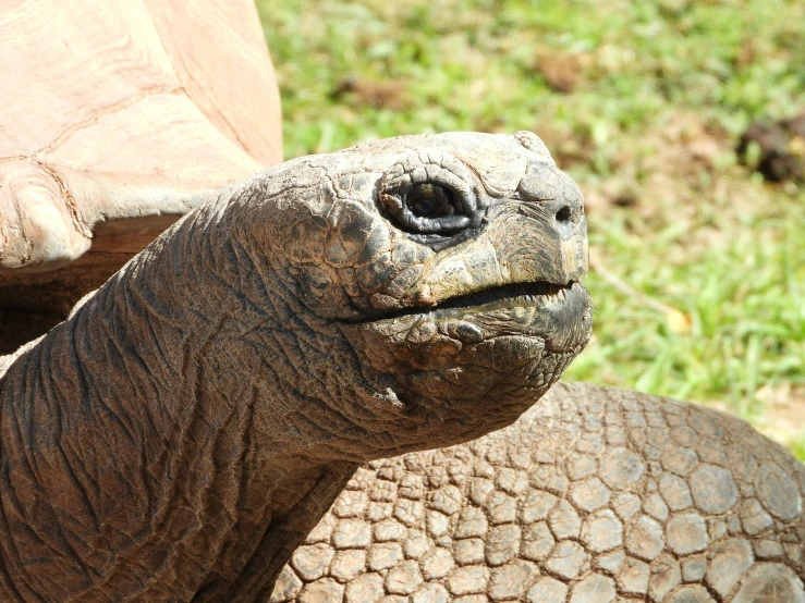 a close up view of the face and neck of a large turtle