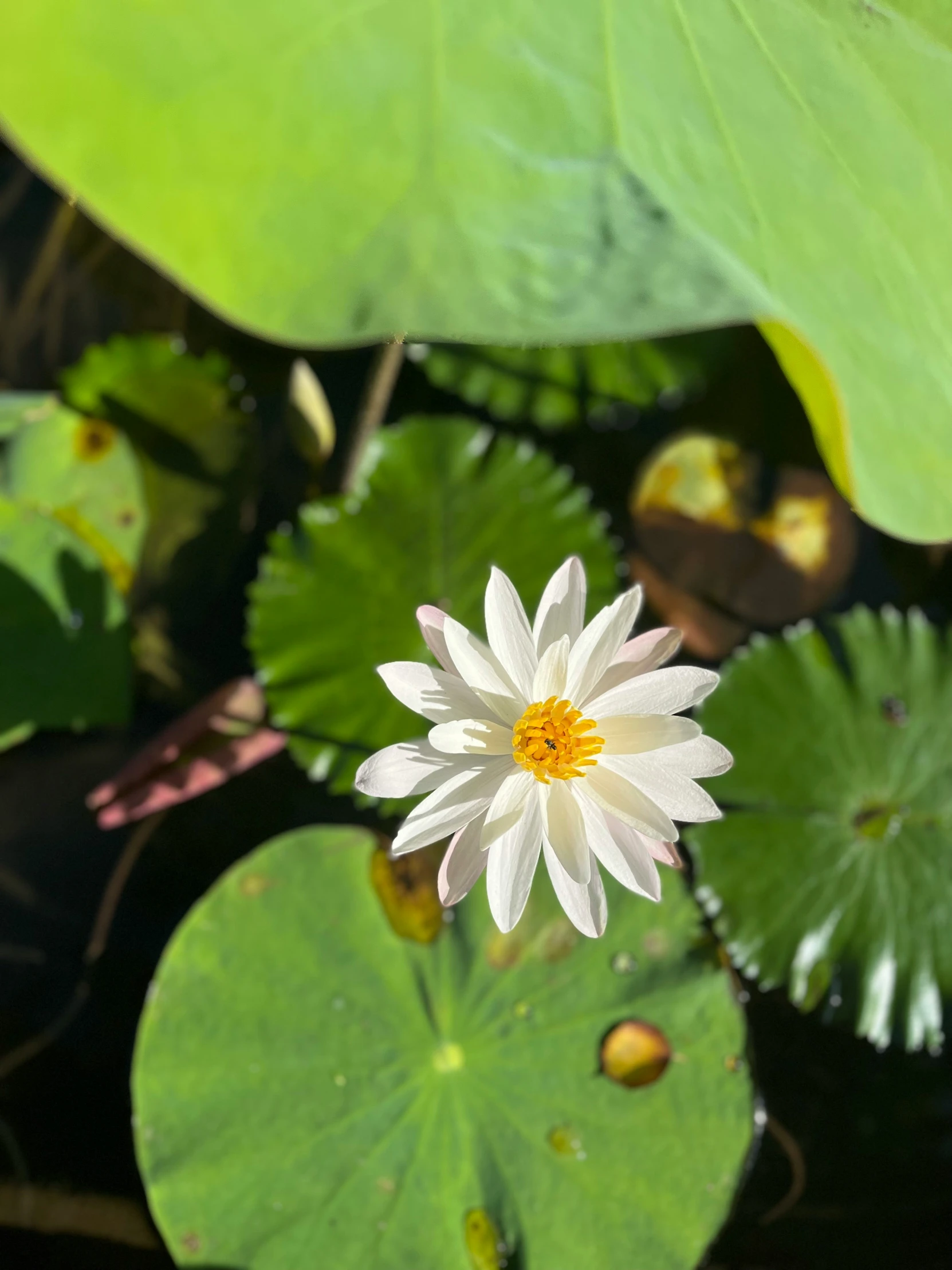 a white flower is in between green leaves