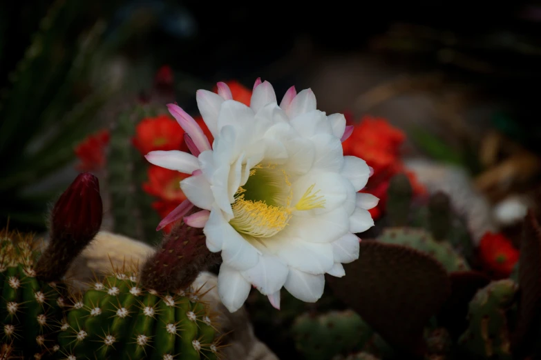 a flower with multiple petals on a cactus