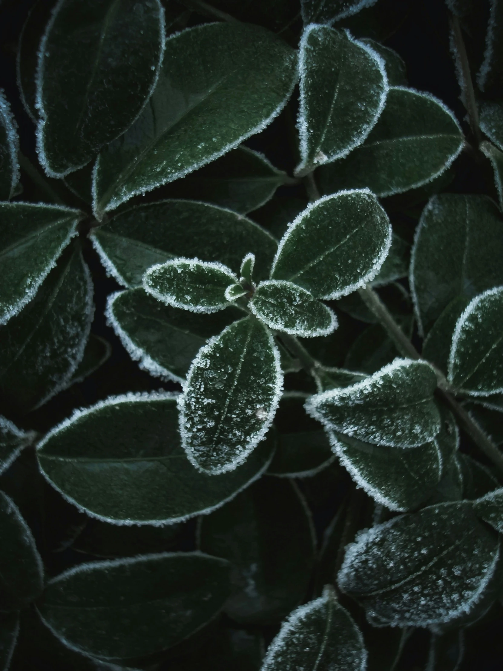 frozen leaves in a garden with dark background