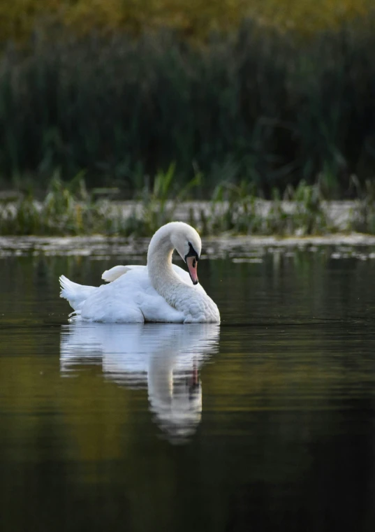 a swan in the water with its mouth open