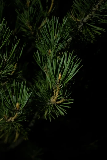 close up s of a pine tree needles