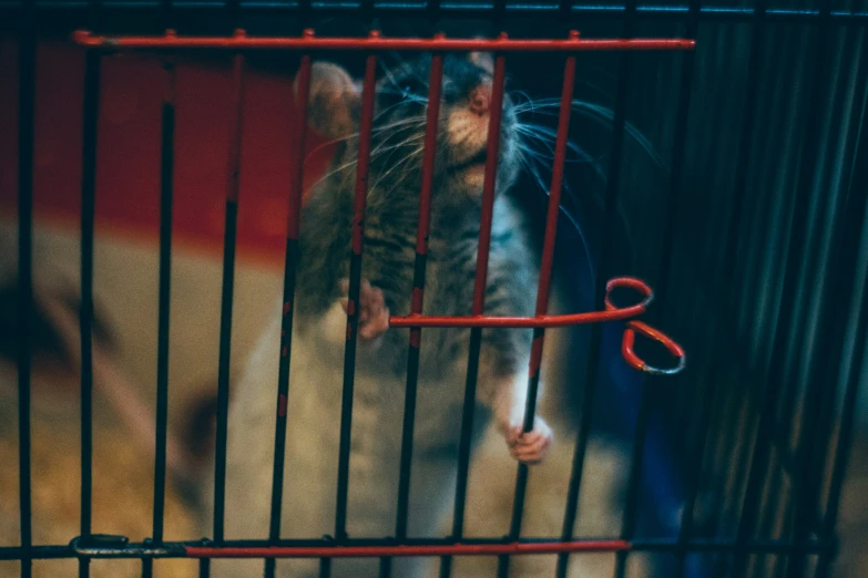 a cat inside of a cage with some red wire