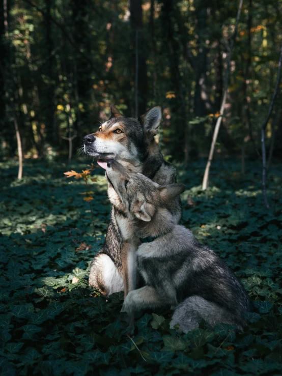 two dogs sitting on top of each other in the grass