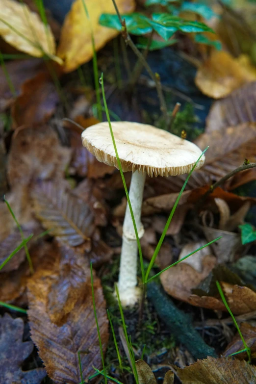 a white mushroom is growing in the forest