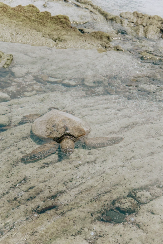 a sea turtle swims in shallow water on a beach