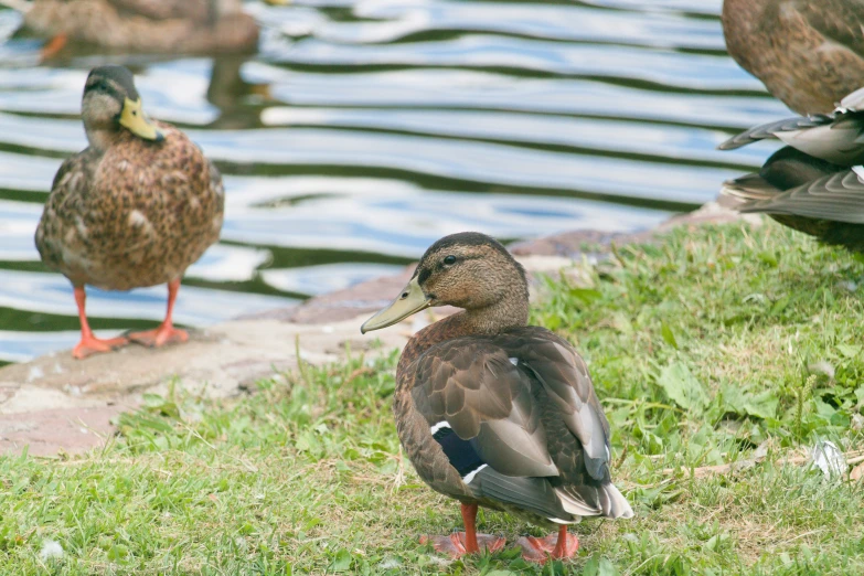 the ducks are in the grass near the water