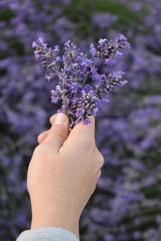 a person is holding some flowers in their hand