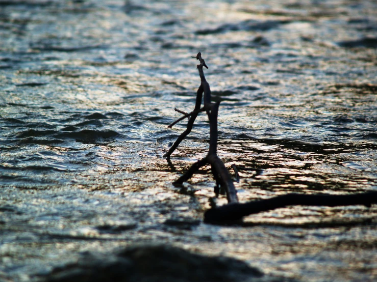 a nch sticking out from the water during the day