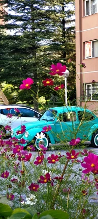 the old car is blue and has pink flowers on the front