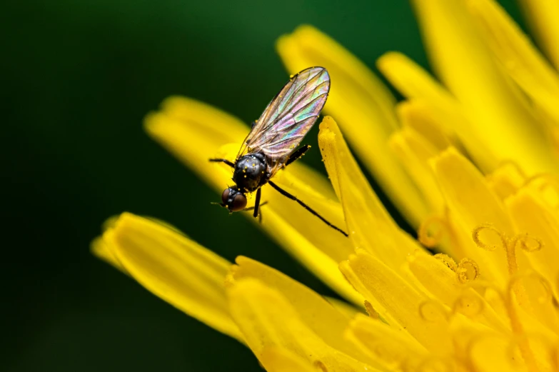 a fly is resting on a yellow flower