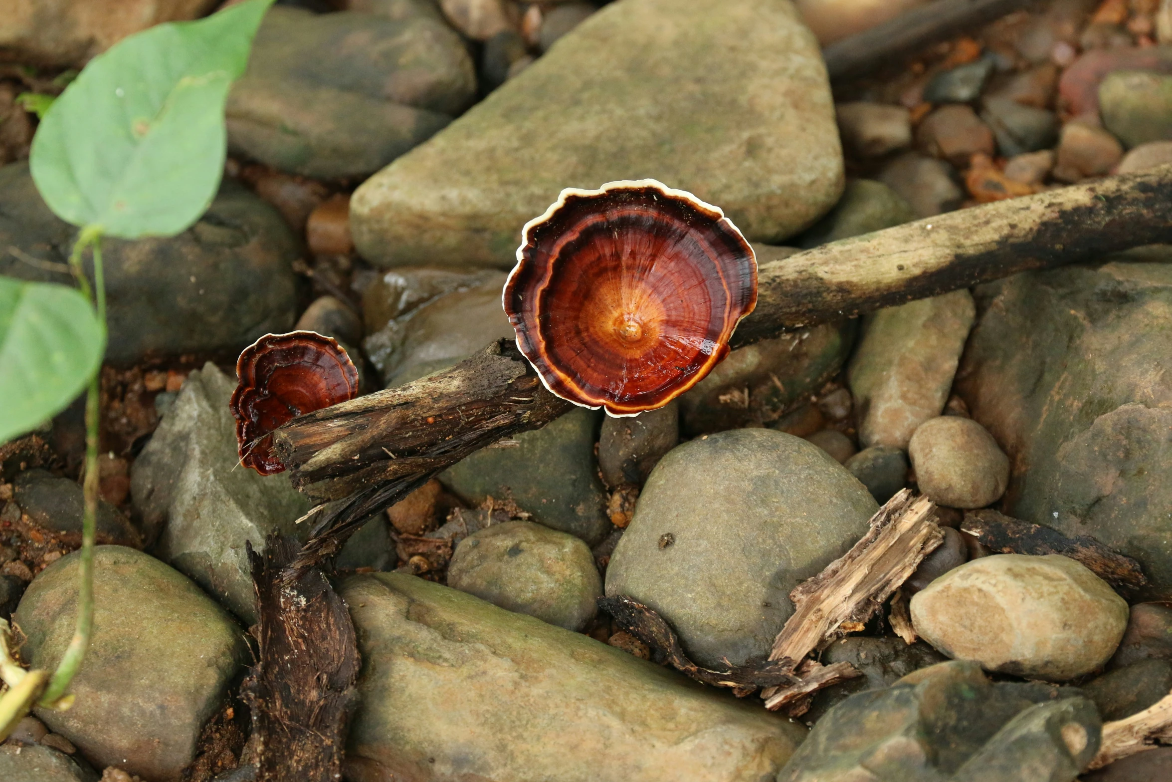 an empty piece of wood sitting on top of rocks