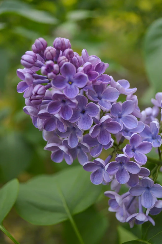 a cluster of lilacs in front of a leafy background