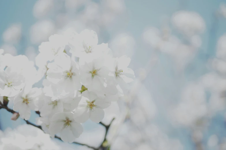 an image of flowers on tree in the background