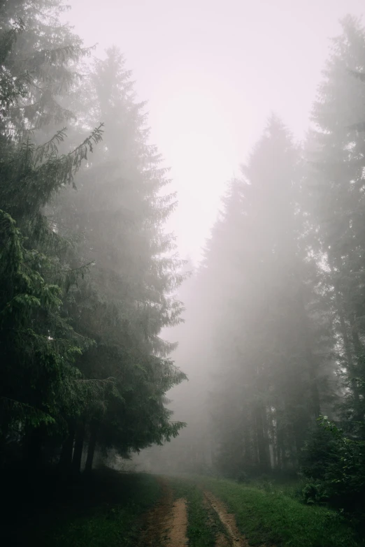 a foggy path is surrounded by trees