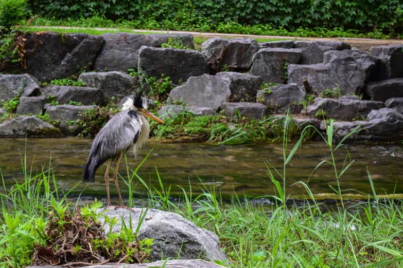 a heron standing on the shore in front of some rocks