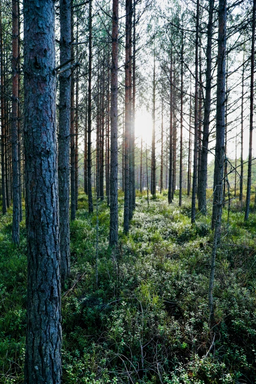 sun shining in the distance through trees in an open wooded area