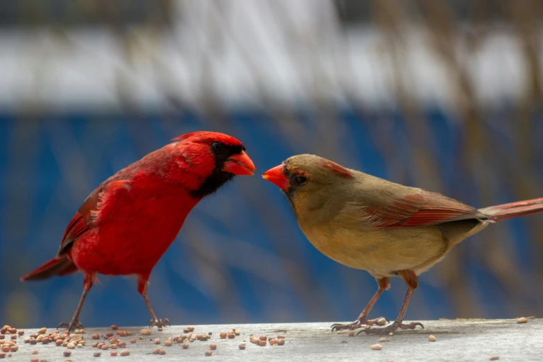 two small birds eating seed from a feeder