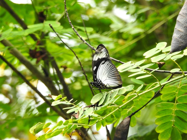 a large black and white erfly sitting on a tree nch