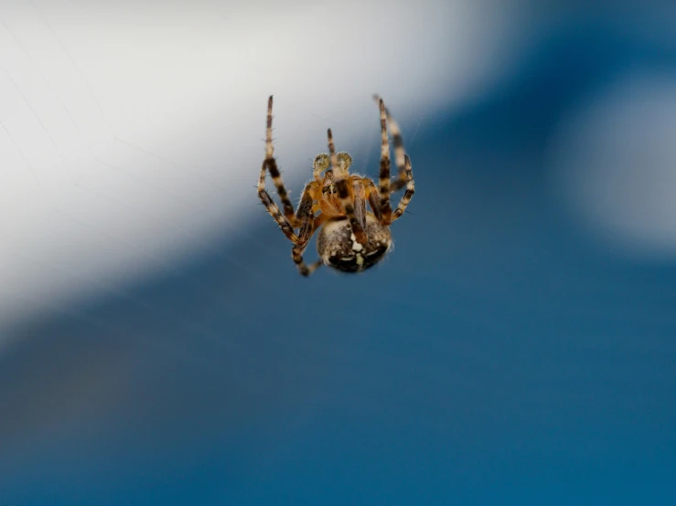 a close up po of a spider in the air