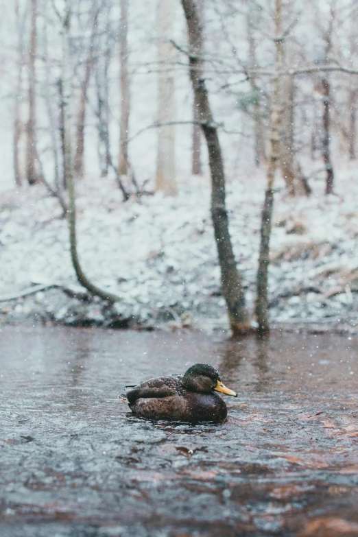 two ducks floating on top of a river next to a forest
