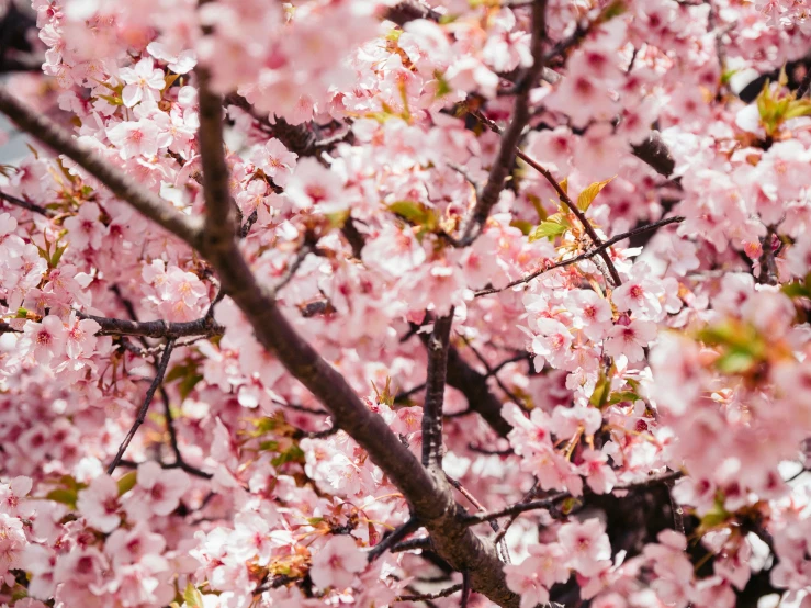 a tree that has many flowers in it