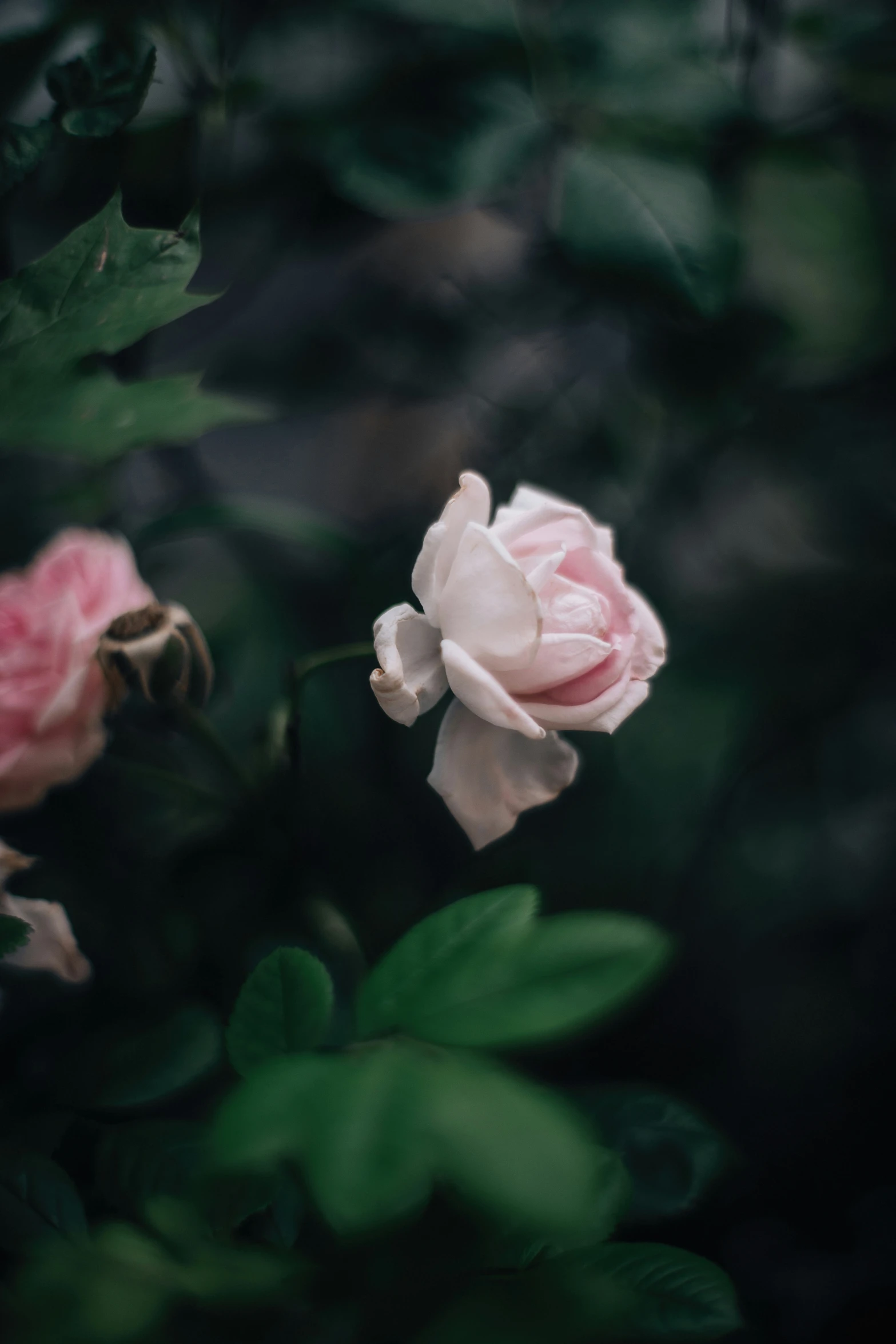 two pink roses blooming on top of green leaves