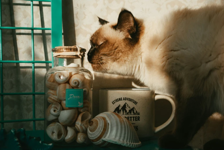 a cat sleeping beside a window next to a bottle of pills