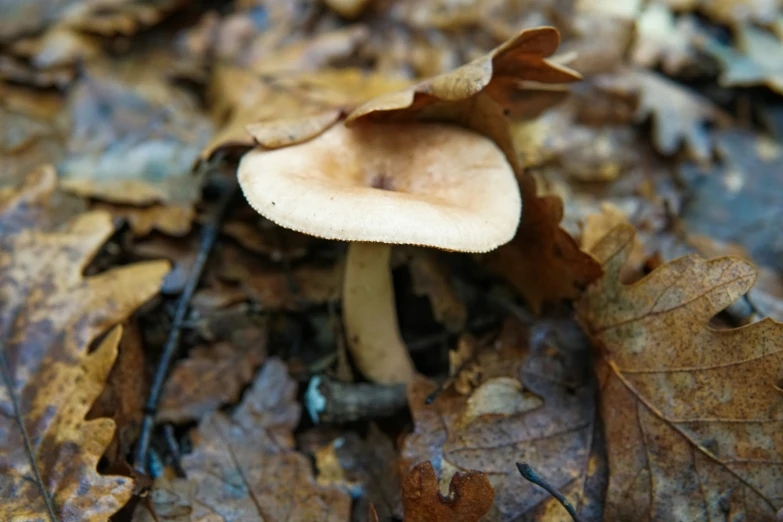 the small mushroom is brown with little white mushrooms