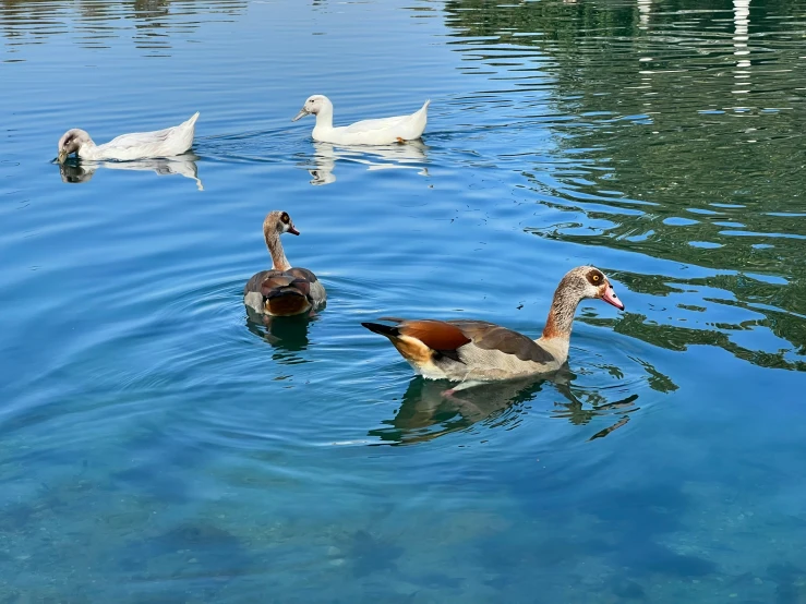 two brown and white geese on a blue water