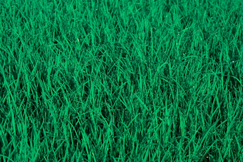 this is an image of the grass that grows