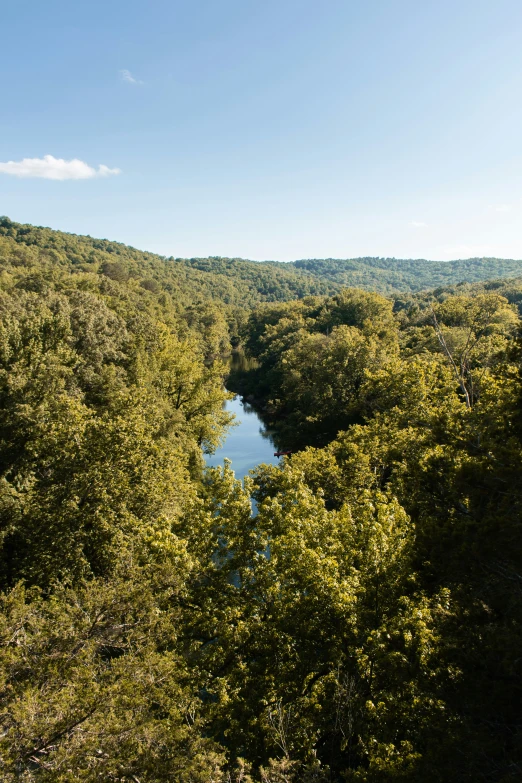 green trees near a river, with a blue sky in the background