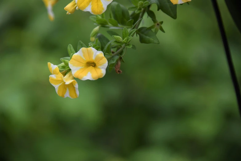 a yellow and white flower sitting on top of green leaves