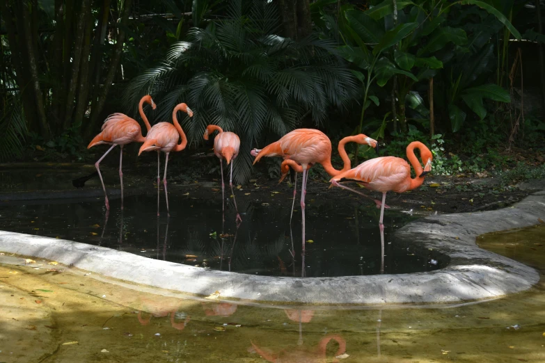 five pink flamingos are gathered near a body of water