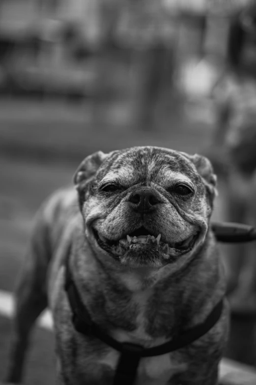 black and white po of a smiling puppy