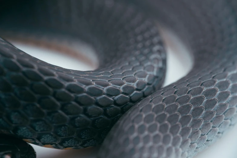 close up of the curled side of a snake's tail