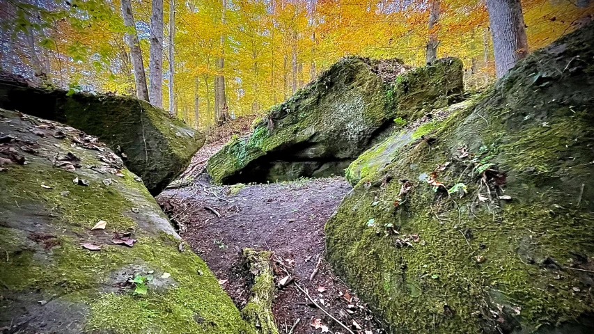 moss covered rocks are in an area that has yellow and green foliage