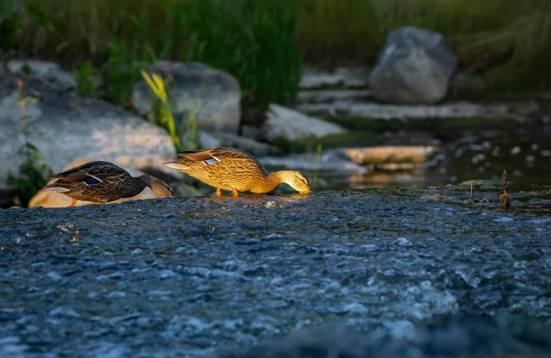 two ducks are wading on a riverbank