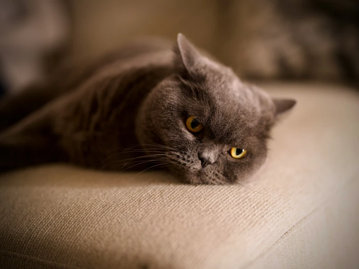a grey cat lying on top of a couch