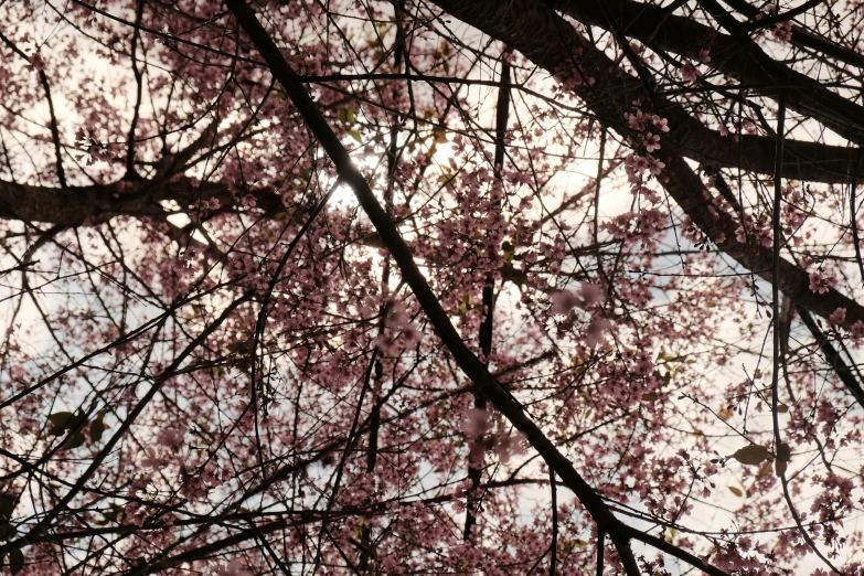 purple blossoms on a tree in a park