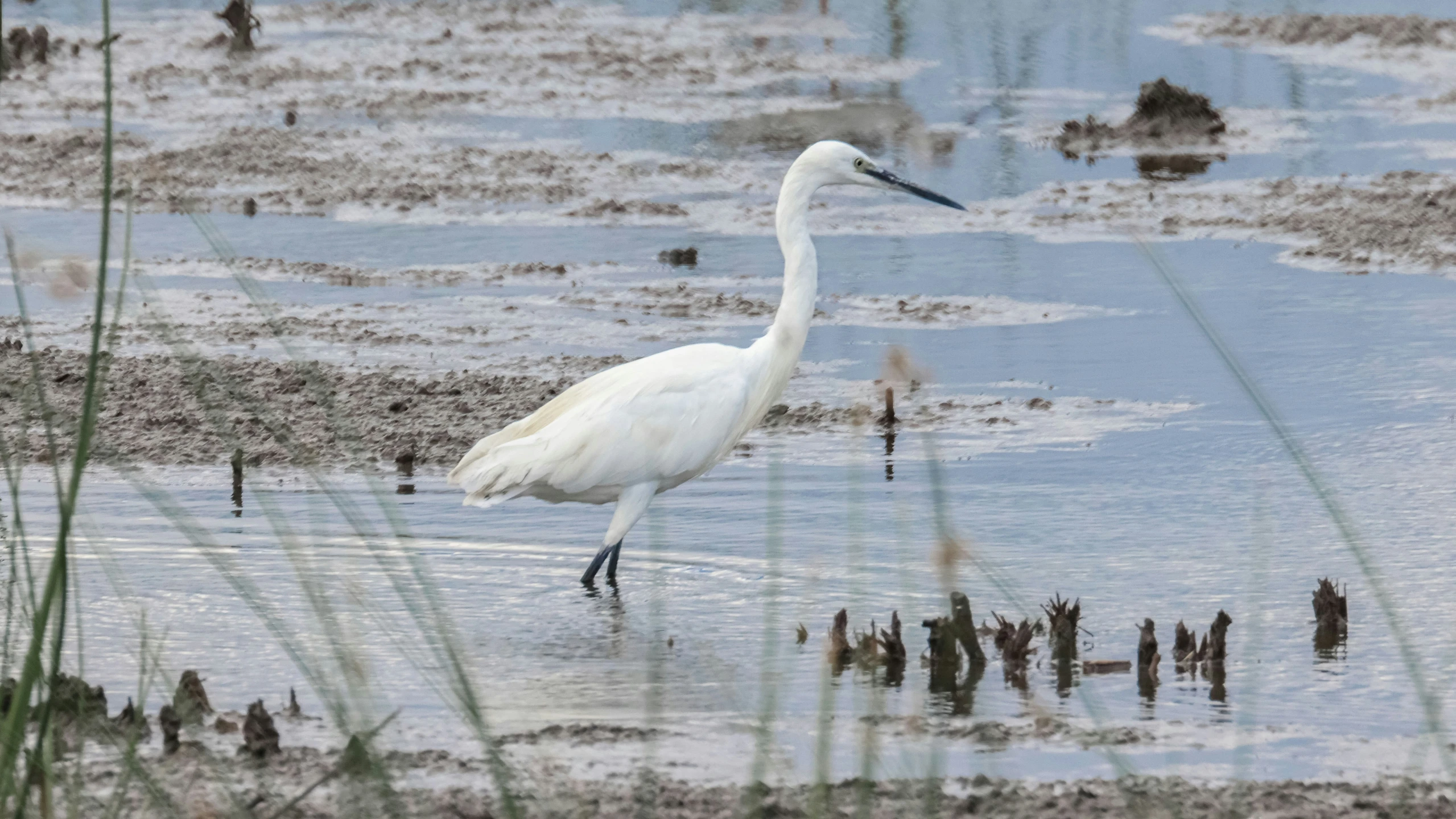 a large bird is standing in some shallow water