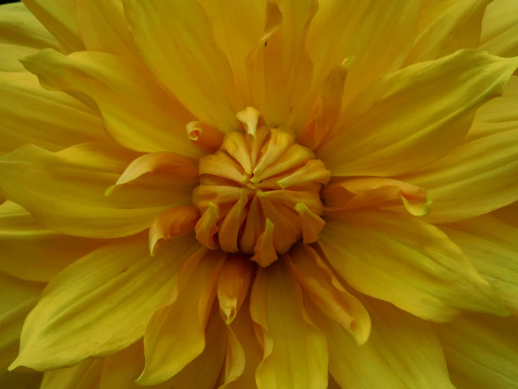 a yellow flower with a small green center